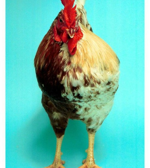 Loi giai cho bi an nhung sinh vat 