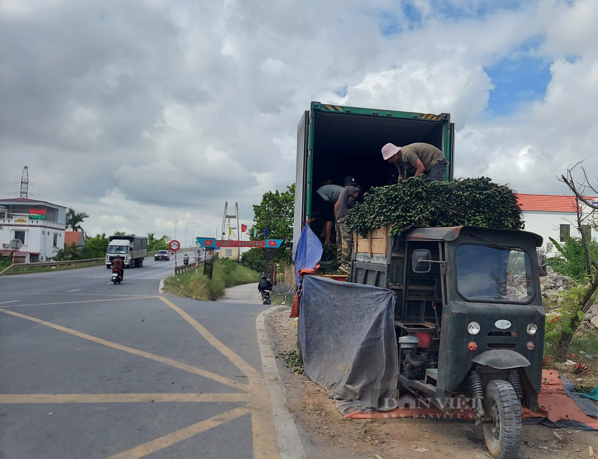 Hải Phòng: Giá cau tươi vẫn ở mức 80.000 đồng/kg Hai Phong: Gia cau tuoi van o muc 80.000 dong/kg