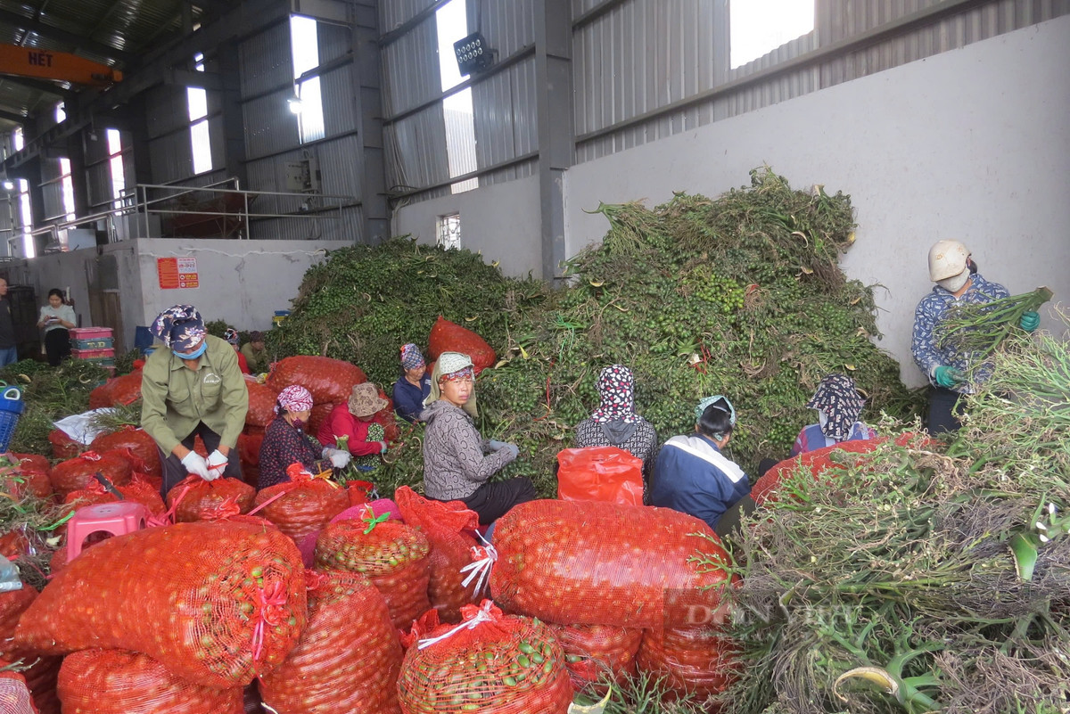 Hải Phòng: Giá cau tươi vẫn ở mức 80.000 đồng/kg - Hình 2 Hai Phong: Gia cau tuoi van o muc 80.000 dong/kg-Hinh-2