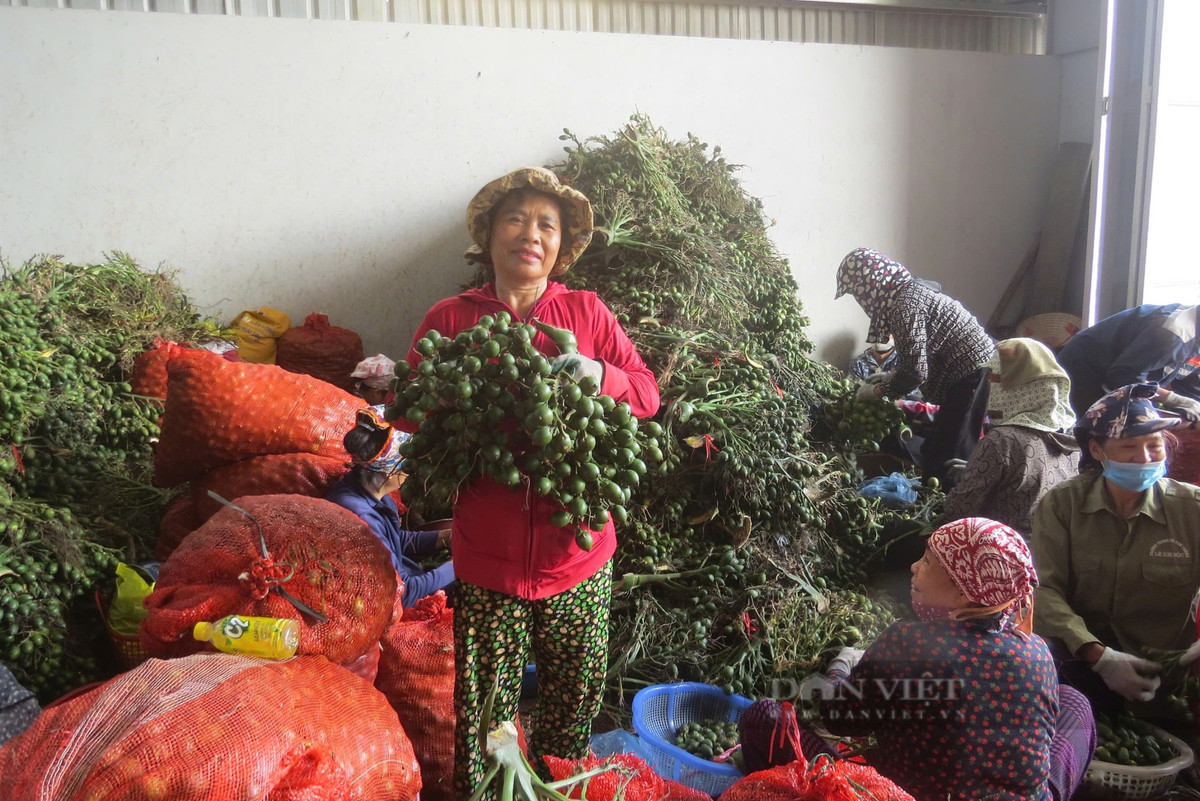 Hải Phòng: Giá cau tươi vẫn ở mức 80.000 đồng/kg - Hình 6 Hai Phong: Gia cau tuoi van o muc 80.000 dong/kg-Hinh-6