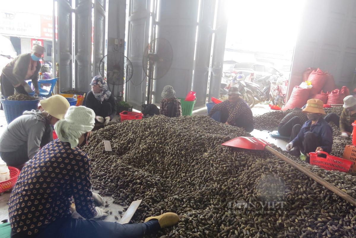 Hải Phòng: Giá cau tươi vẫn ở mức 80.000 đồng/kg - Hình 5 Hai Phong: Gia cau tuoi van o muc 80.000 dong/kg-Hinh-5