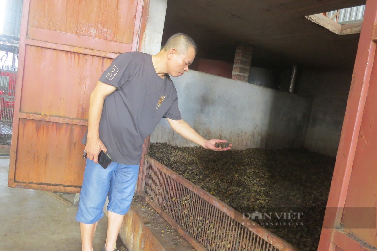 Hải Phòng: Giá cau tươi vẫn ở mức 80.000 đồng/kg - Hình 3 Hai Phong: Gia cau tuoi van o muc 80.000 dong/kg-Hinh-3