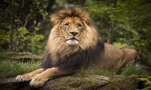 Một công ty tổ chức du lịch ở Zimbabwe đã bị chỉ trích vì treo giải thưởng xổ số là cơ hội giết một con sư tử.