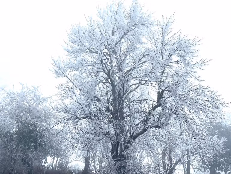 Sang nay bang phu trang xoa tren duong len dinh Fansipan