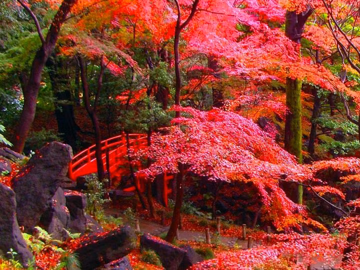 Vườn Kiyosumi nằm ở quận Koto-ku thuộc Tokyo là khu vườn truyền thống vừa tản bộ vừa thưởng thức cảnh quan trong khu vườn. Những lá cây màu đỏ thẫm khiến khu vườn Kiyosumi đặc biệt hơn so với những nơi khác.