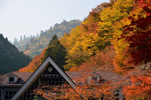 Với độ cao khoảng 600 mét, núi Takao cũng là một điểm tham quan lý tưởng vào mùa thu ở Nhật Bản. Lá phong là loại lá tiêu biểu trên núi Takao.