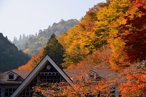 Với độ cao khoảng 600 mét, núi Takao cũng là một điểm tham quan lý tưởng vào mùa thu ở Nhật Bản. Lá phong là loại lá tiêu biểu trên núi Takao.