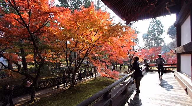 Đền Shinyodo ở cố đô Kyoto có nhiều cây phong lá đỏ cổ thụ. Ngoài ra những cây bạch quả tán rộng trong ngôi đền sẽ chuyển lá vàng vào tháng 10 và tháng 11.