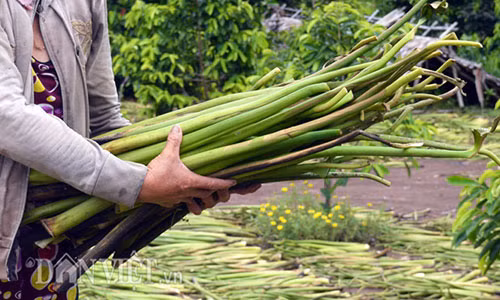 "Nuoi” luc binh, chuyen la doi nhung khong moi o mien Tay-Hinh-3
