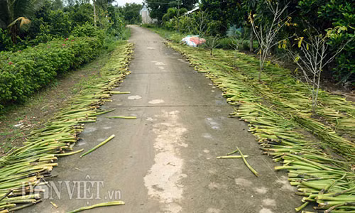 "Nuoi” luc binh, chuyen la doi nhung khong moi o mien Tay-Hinh-4