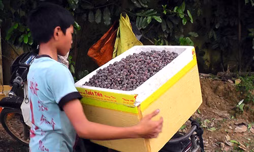 Do xo len rung hai sim, dut tui 700.000 dong/ngay-Hinh-3