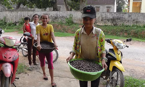 Do xo len rung hai sim, dut tui 700.000 dong/ngay