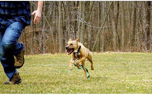 7. Chó xông lại gần không được bỏ chạy Nếu chó xông lại gần không được bỏ chạy; hãy dừng lại, đứng yên giữ bình tĩnh, hai tay khép sát thân mình, im lặng không được la hét. Từ từ bước dần ra xa trong khi vẫn đối mặt với con chó và không được nhìn chằm chằm vào mắt chó.