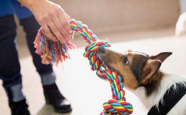 8. Cố gắng tống về phía mõm chó khi bị tấn công Nếu chó tấn công, hãy cố gắng tống về phía mõm nó bất kỳ cái gì mà bạn có: áo khoác, cuốn sách, xe đạp hay vật gì có thể ngăn cản nó tiếp xúc trực tiếp với mình.