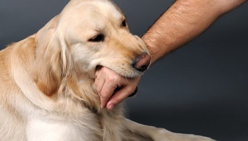 10. Không vung tay lên dọa chó Hành vi bản năng của con người là vung tay lên để dọa chó không cắn mình. Nhưng chó phản ứng rất nhanh với các chuyển động. Khi vung tay dễ bị tấn công vào ngực, cổ. Nếu con chó đã được huấn luyện tấn công thì sẽ nhảy vào cắn khi thấy cánh tay vung lên…