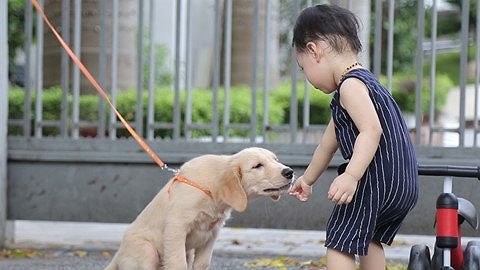 6. Không tiếp cận một con chó đang bị cột xích Tuyệt đối không được tiếp cận một con chó đang bị cột xích, nhốt trong chuồng hay đang ở phía sau hàng rào. Không thò tay vào chuồng hay qua rào để vuốt ve nó.