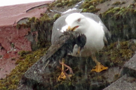 Kinh khung canh chim non nhin me bi mong bien dap nat-Hinh-2