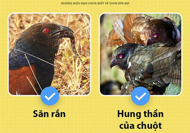 Dieu bat ngo it biet ve loai chim co the giu nha thay cho-Hinh-3