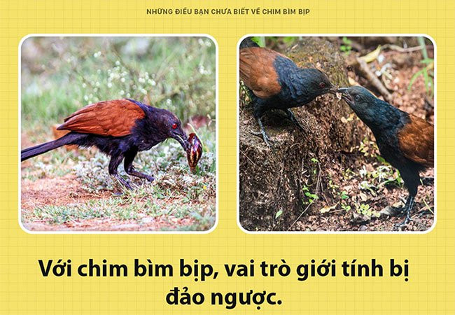 Dieu bat ngo it biet ve loai chim co the giu nha thay cho-Hinh-2