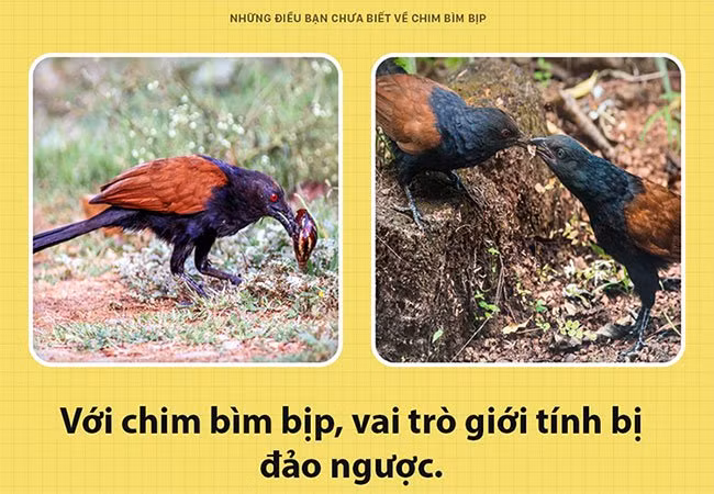 Điều bất ngờ ít biết về loài chim có thể giữ nhà thay chó - Hình 2 Dieu bat ngo it biet ve loai chim co the giu nha thay cho-Hinh-2
