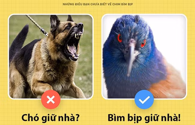 Điều bất ngờ ít biết về loài chim có thể giữ nhà thay chó - Hình 4 Dieu bat ngo it biet ve loai chim co the giu nha thay cho-Hinh-4