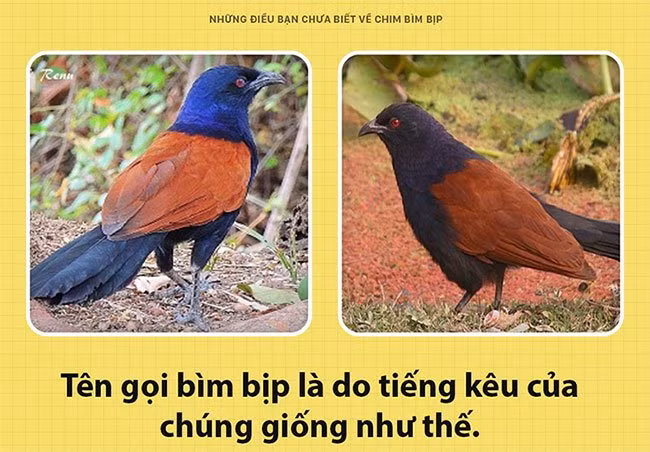 Điều bất ngờ ít biết về loài chim có thể giữ nhà thay chó Dieu bat ngo it biet ve loai chim co the giu nha thay cho