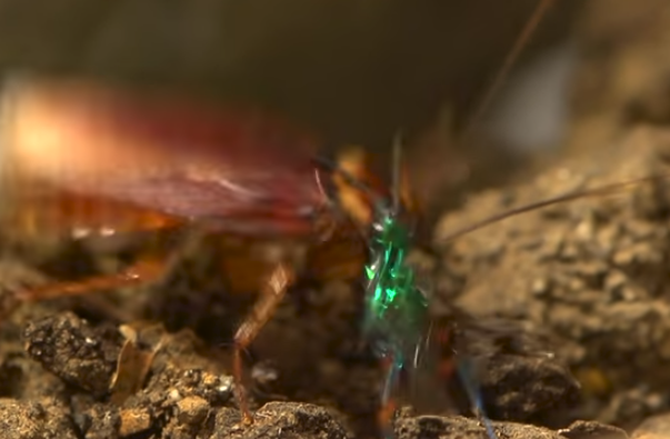 Gian tu chien ong bap cay va ke thu ba bat ngo