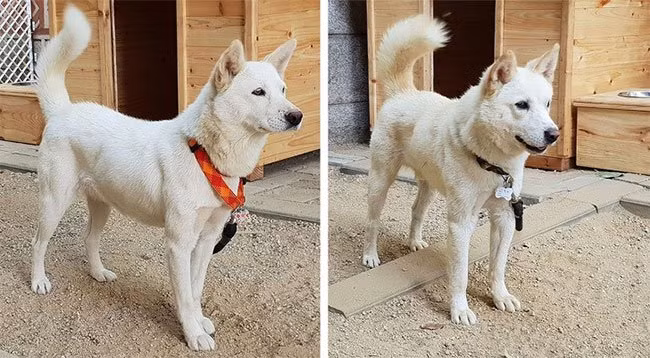  6. Chó Pungsan - "cực phẩm" của Triều Tiên Giống này lai giữa chó và chó sói, nổi tiếng thông minh, gan dạ, được đề cao trong nhiều truyện cổ tích Triều Tiên. Còn ngoài đời, chúng có thể cùng nhau săn thú lớn, bao gồm cả hổ Siberi. Chó Pungsan vô cùng khỏe mạnh giữa chốn rừng núi, có thể sống tốt qua mùa tuyết rơi. Tuy vậy, giống này quá quý hiếm nên gần như chỉ tồn tại ở Triều Tiên. Mới đây, ông Kim Jong-un đã tặng cho Tổng thống Hàn Quốc hai chú chó Pungsan như món quà của tình hữu nghị.