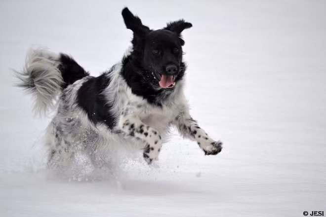 Các loài chó quý hiếm bậc nhất thế giới, đến nay chỉ còn hàng trăm, thậm chí vài chục cá thể mỗi loại. 1. Chó Stabyhoun: nguồn gốc Hà Lan, biệt danh "chó của người nghèo" Trước đây, những người nông dân nghèo không thể nuôi nhiều chú chó cho các mục đích khác nhau như đi săn, giữ nhà, làm việc trên nông trại,... Tuy nhiên, giống chó quý hiếm Stabyhoun đã xuất hiện và kiêm nhiệm hết mọi thứ. Nó cực kì tài năng, có thể bảo vệ nhà, bắt chuột, kéo xe. Stabyhound cũng bơi lội cừ khôi và dễ dàng sống khỏe qua mùa đông xứ lạnh. Hơn thế nữa, nó còn là giống chó thân thiện với trẻ em và các con vật khác, đúng là đã hiếm lại còn quý!