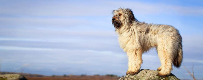  3. Chó Sapsali trong truyền thuyết Hàn QuốcSuốt hơn 1.000 năm, thời xưa cổ, người Hàn đã tin rằng chó xù Sapsali có thể đuổi trừ ma quỷ và đem lại may mắn cho gia chủ. Tuy nhiên, nghe kể rằng trong 1 cuộc chiếm đóng của Nhật Bản ở Hàn Quốc, giống chó Sapsali đã bị quét sạch. Đến nửa sau thế kỉ 20, chỉ còn khoảng 8 cá thể chó Sapsali. Sau này được nhân giống nhiều hơn, nhưng vấn đề chó Sapsali thuần chủng luôn gây tranh cãi. Thật đáng tiếc vì giống chó này rất thân thiện với người già, trẻ em.