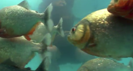 Quy ong “lay” dung than nhu ca an thit nguoi hung du