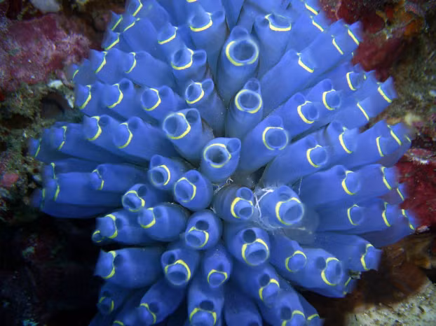 5 dong vat than ky co kha nang tu moc lai than-Hinh-3