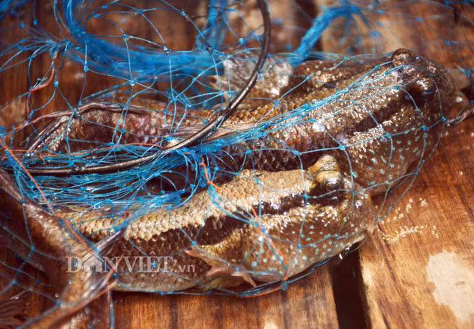 Tho san khet tieng ke chuyen san loai ca ky la nhat hanh tinh-Hinh-14