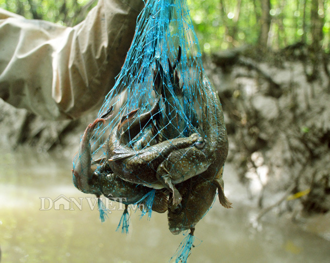 Tho san khet tieng ke chuyen san loai ca ky la nhat hanh tinh-Hinh-2