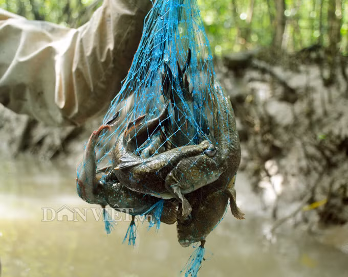 Tho san khet tieng ke chuyen san loai ca ky la nhat hanh tinh-Hinh-2