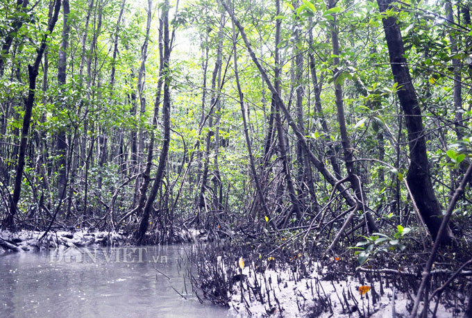 Tho san khet tieng ke chuyen san loai ca ky la nhat hanh tinh-Hinh-6