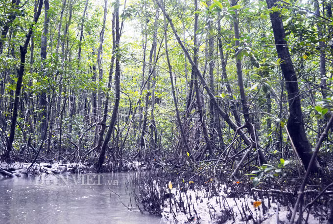 Tho san khet tieng ke chuyen san loai ca ky la nhat hanh tinh-Hinh-6