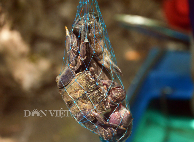 Tho san khet tieng ke chuyen san loai ca ky la nhat hanh tinh-Hinh-12