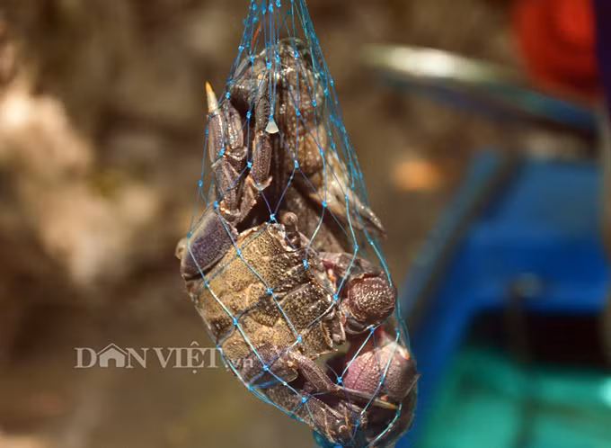 Tho san khet tieng ke chuyen san loai ca ky la nhat hanh tinh-Hinh-12