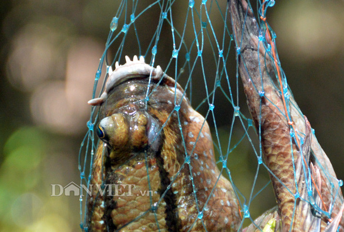 Tho san khet tieng ke chuyen san loai ca ky la nhat hanh tinh-Hinh-15