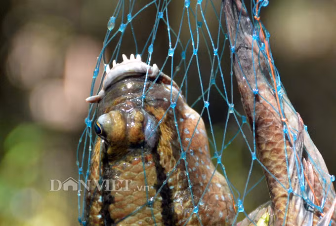Tho san khet tieng ke chuyen san loai ca ky la nhat hanh tinh-Hinh-15