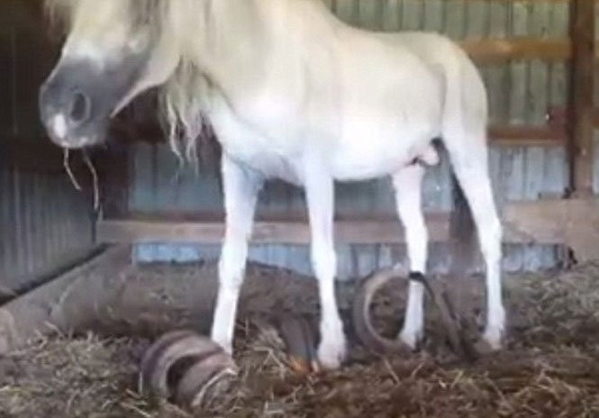 Nhung chu ngua voi bo mong 