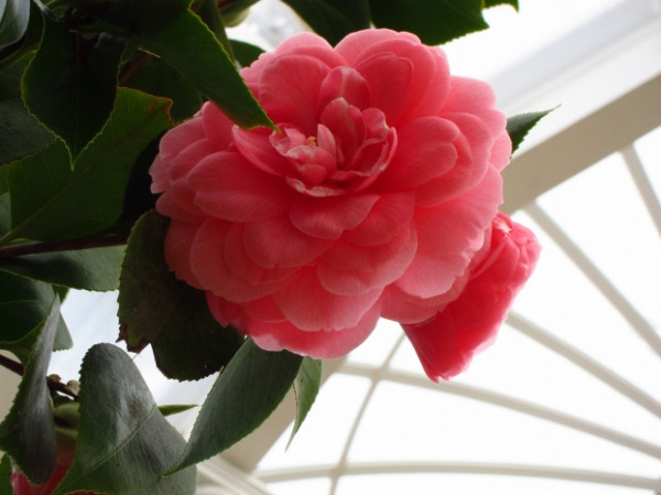 Hoa trà Middlemist đỏ Hoa trà Middlemist đỏ là loài hoa quý hiếm bậc nhất trên thế giới. Hiện nay nó chỉ còn xuất hiện ở hai nơi là vườn New Zealand và trong vườn nhà kính ở Anh. Loài hoa này được đặt tên theo John Middlemist, một y tá nam đã mang loài hoa tuyệt vời này từ Trung Quốc đến Anh vào năm 1804. Sau thời điểm đó, hoa trà Middlemist đỏ đã hoàn toàn biến mất ở Trung Quốc, và ngạc nhiên thay, nó đã được trồng lại và sống sót ở trong những khu vườn của London.