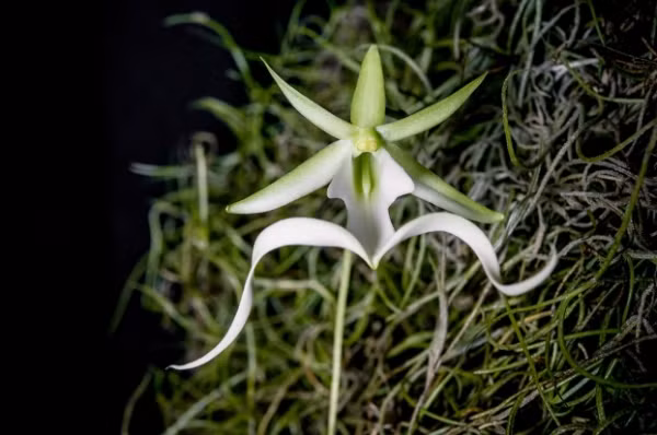 Phong lan ma Phong lan ma là một loài hoa đẹp và hiếm, chúng sinh trưởng chủ yếu ở Cuba và Florida. Vì yêu cầu sinh trưởng của loài này đặc biệt và yêu cầu cao, nên rất khó để tách chúng từ môi trường tự nhiên và thuần chủng được chúng. Hoa lan ma đặc biệt ở chỗ chúng không có lá để tự quang hợp mà phải lấy dinh dưỡng từ một loại nấm cấy ghép trên thân cây. 