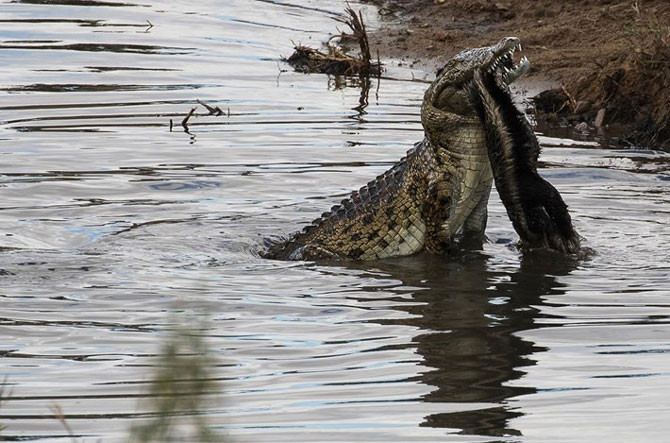 Mới đây, nhiếp ảnh gia Sheila Grobbelaar bắt gặp một cảnh tượng cực hiếm trong thế giới động vật hoang dã khi đi tham quan Vườn quốc gia Kruger ở Nam Phi, cảnh cá sấu sông Nile với lực cắn mạnh nhất hành tinh nhưng phải "bó tay" với xác lửng mật.