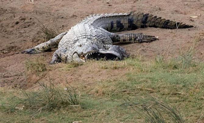 Hóa ra, ăn uống cũng vất vả thật đấy!