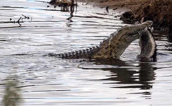 Ngay cả khi con "quái thú" tung ra những nhát cắn mạnh mẽ nhất nhưng vẫn không thể xoay chuyển tình thế.