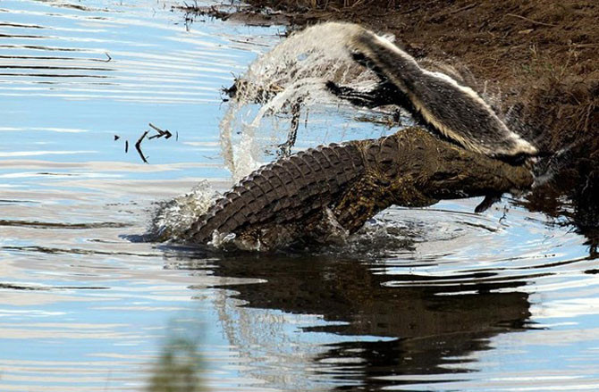 Bất lực, cá sấu đành tha xác con mồi lên trên cạn để nghĩ ra phương án khả thi nhất.