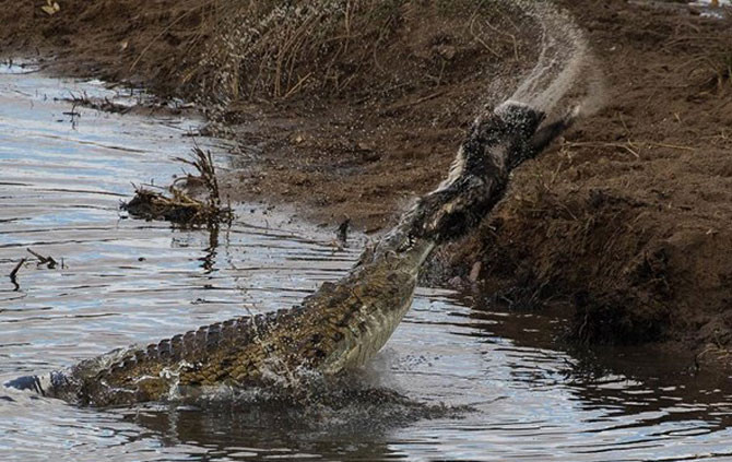 Lớp da quá dày và dai của con lửng mật khiến cá sấu sông Nile "bất lực", cả khi dùng răng cắn mạnh vào thân con mồi rồi lắc mạnh về hai bên cũng không thể giúp nó thành công trong việc xé nhỏ con mồi.
