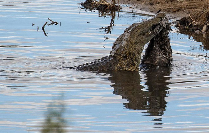 Con cá sấu khổng lồ cố gắng xé xác con lửng mật mà nó vừa săn được khi con mồi đi tìm nước uống. Tuy nhiên, nó gặp phải sự cố.